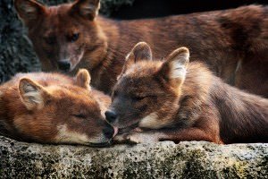 270015_53745e7ac2f94217a2061f3c033ec15c_large